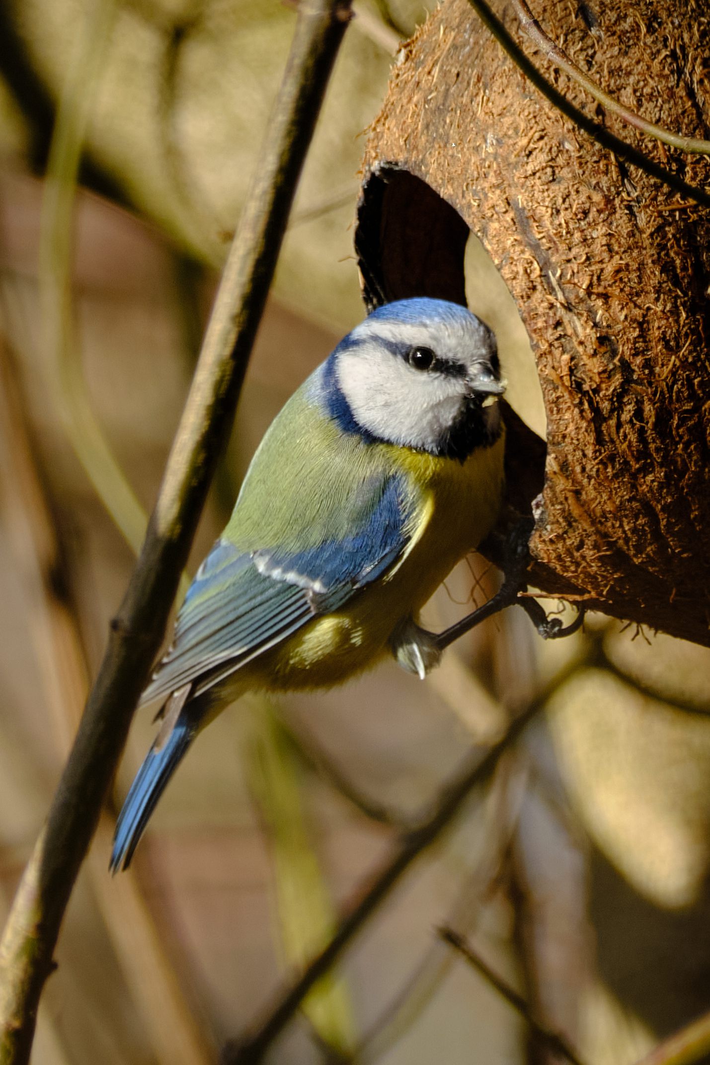 Blaumeise