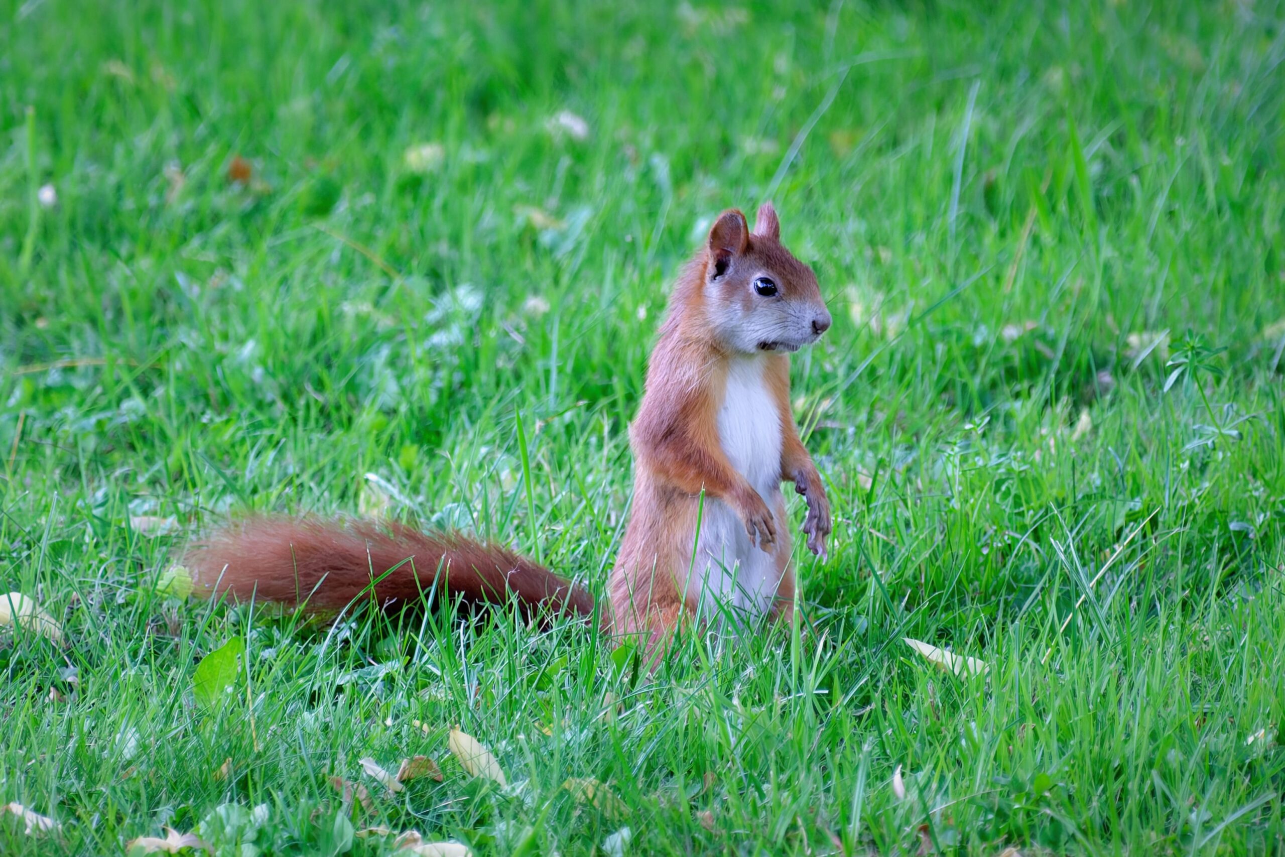 Eichhörnchen