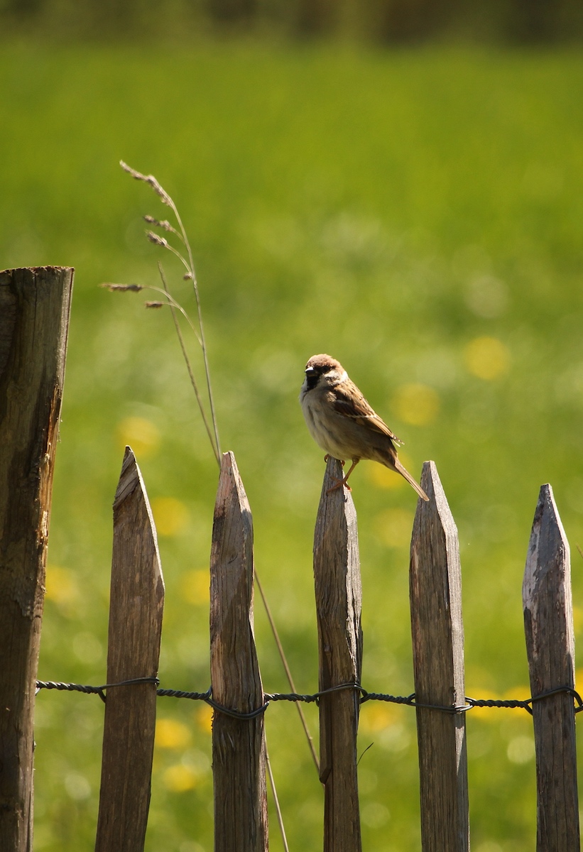 Vogelfreundlicher Garten 2