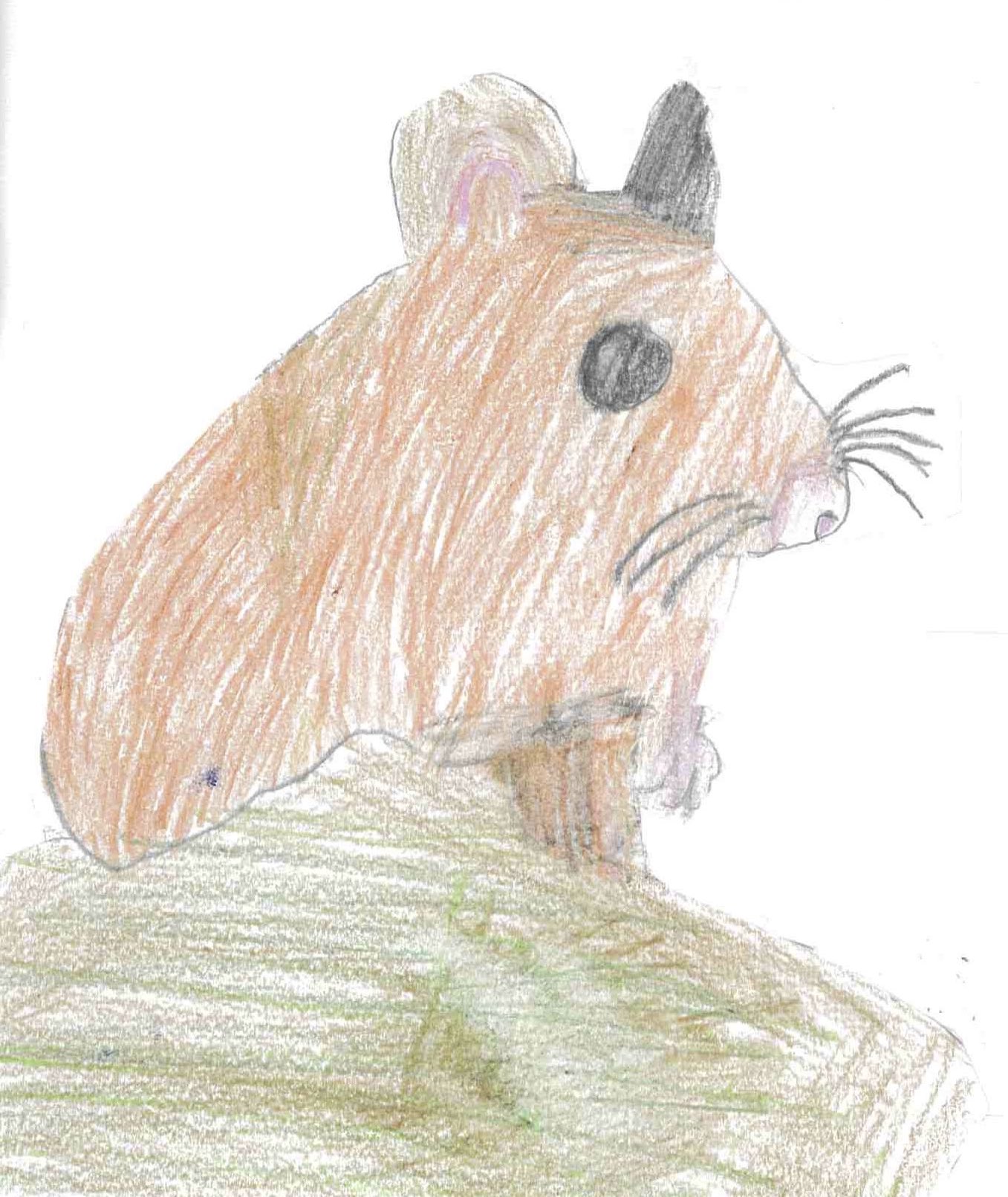 Waldmaus