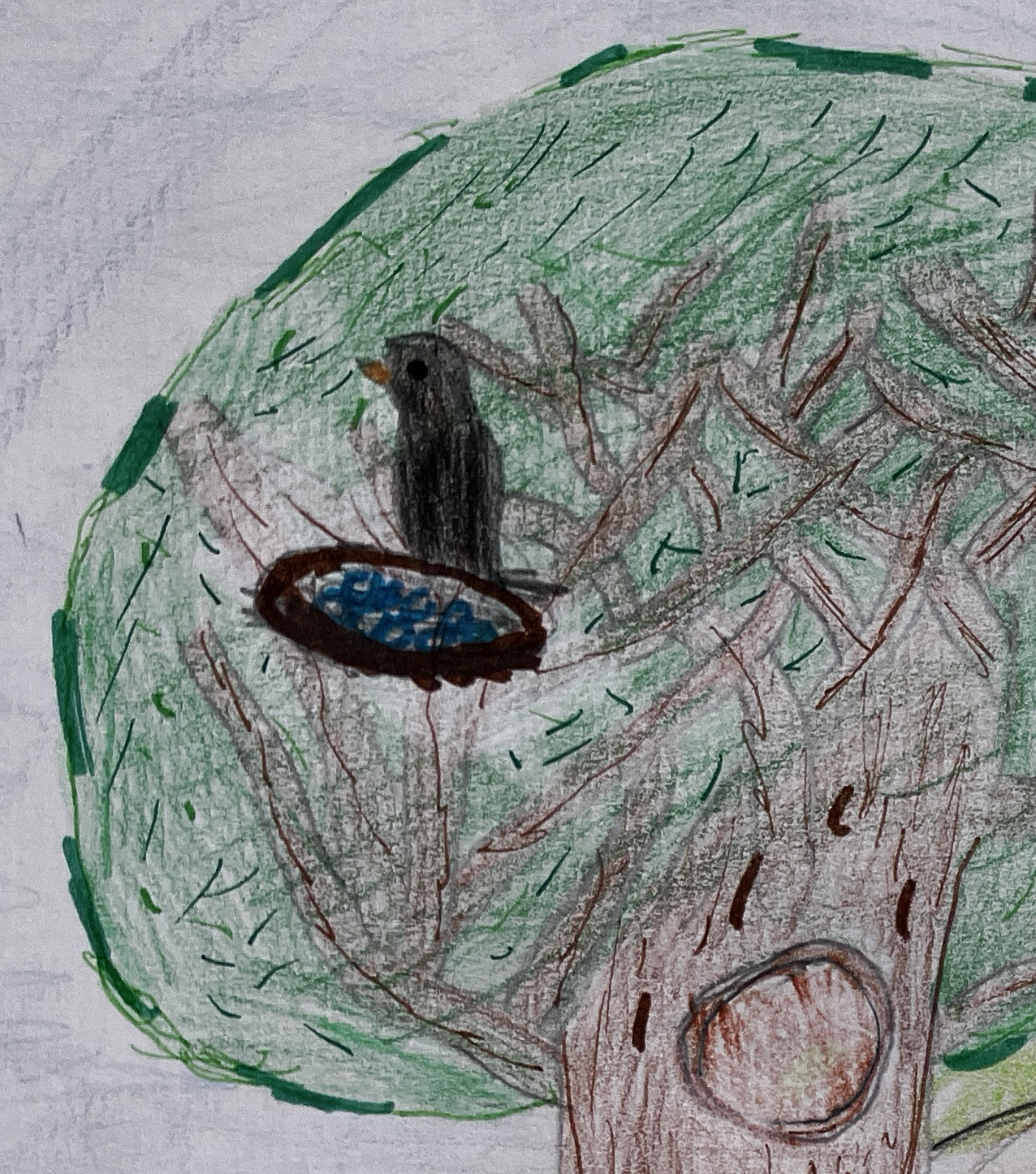 Wo Vögel ihre Nester bauen